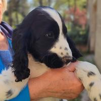 Cocker spaniel inglese
