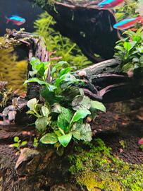 anubias pinto