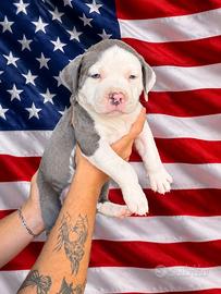 Cuccioli Pitbull