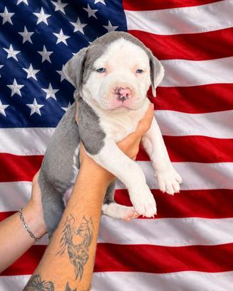 Cuccioli Pitbull