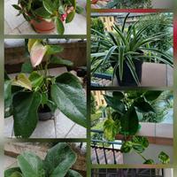 Un po' di verde per la tua casa