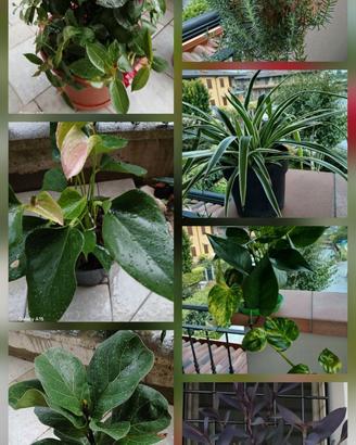 Un po' di verde per la tua casa