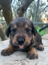 Cucciole Labrador-Rottweiler