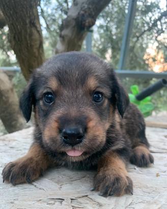 Cucciole Labrador-Rottweiler