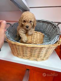 Barboncino Toy maschio crema