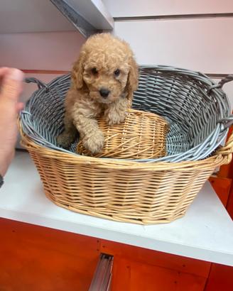 Barboncino Toy maschio crema