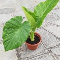 Pianta di alocasia 