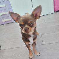 Chihuahua disponibile per monta