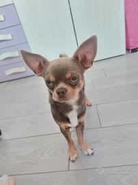 Chihuahua disponibile per monta