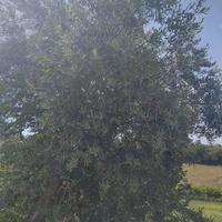 Alberi di ulivo