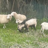 Capra, becco maschio