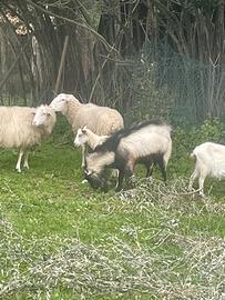 Capra, becco maschio