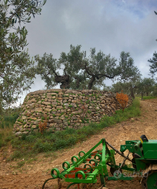 Terreno uliveto (6 tumoli)