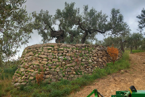 Terreno uliveto (6 tumoli)