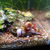 10 Planobarius lumache acquario