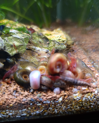 10 Planobarius lumache acquario