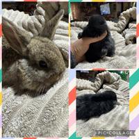 Ultimi cuccioli ariete nano