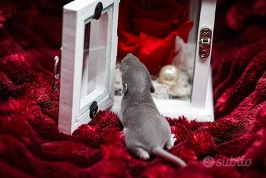 Cuccioli di ratto domestico