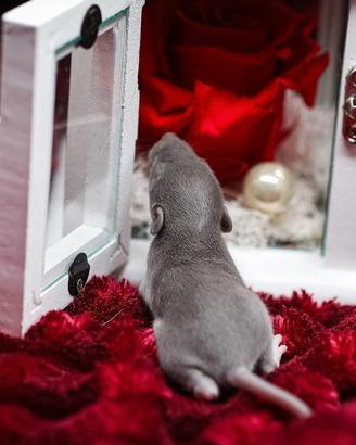 Cuccioli di ratto domestico