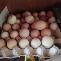 Uova da consumo e da cova