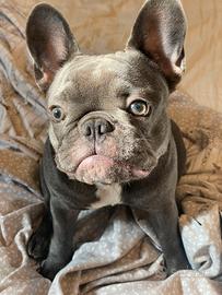 Cucciola di Bulldog Francese