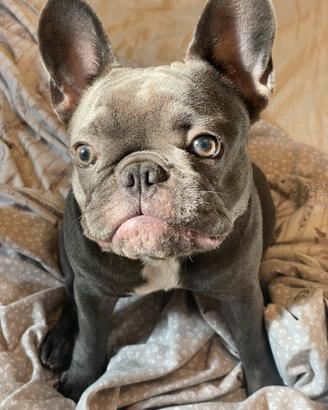 Cucciola di Bulldog Francese