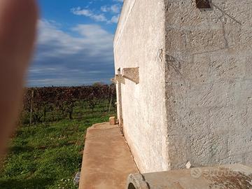 Terreno di due ettari con vigneto