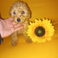 Barboncino Toy ALBICOCCA