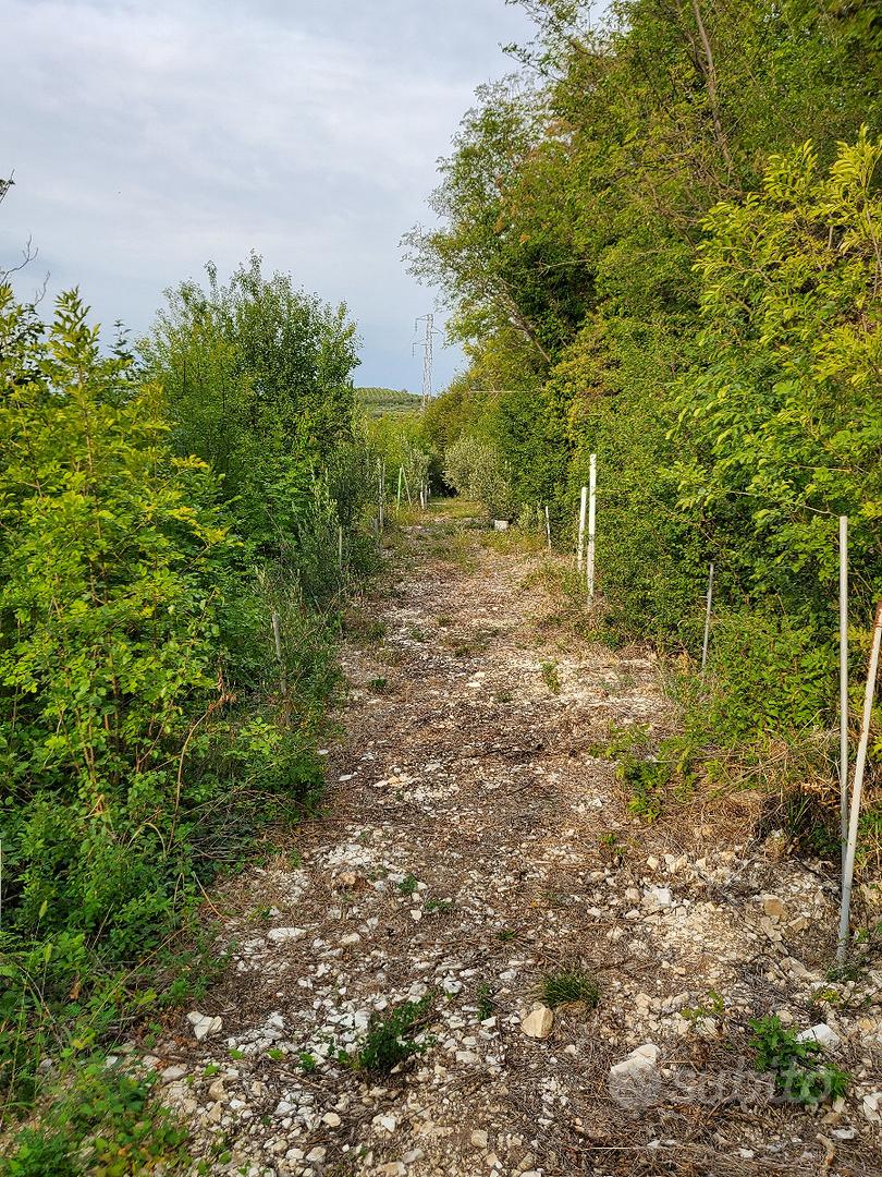 Terreno con alberi ad alto fusto - Vista 3