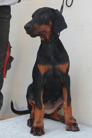 Cucciola di dobermann, consegna in tutta Italia