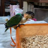 Pettorine Per Tutte le specie di Pappagalli