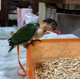 Pettorine Per Tutte le specie di Pappagalli