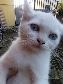 Gattino mix persiano