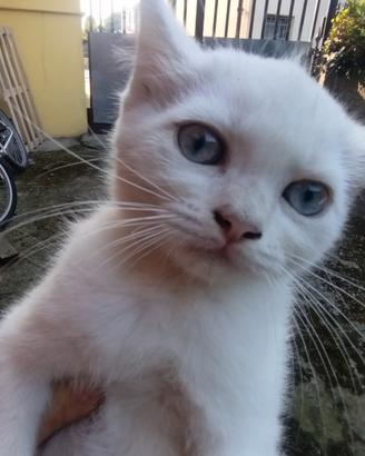 Gattino mix persiano