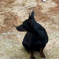 German pincher maschio