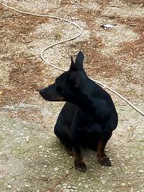 German pincher maschio