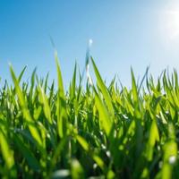 Arieggiatura e concimazione del prato