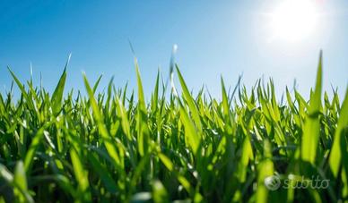 Arieggiatura e concimazione del prato