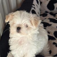 Cuccioli di maltese maschi, linea coreana