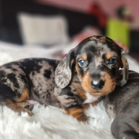 Bassotto Kaninchen Nano