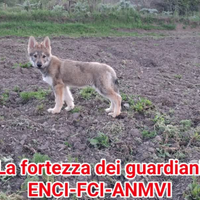 Cane lupo cecoslovacco maschio