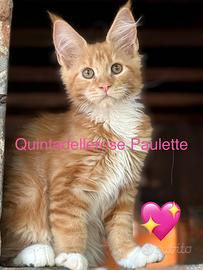 Cuccioli di razza Maine Coon