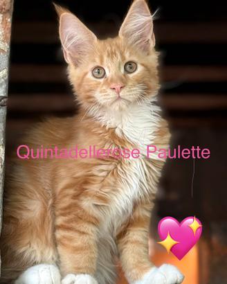 Cuccioli di razza Maine Coon