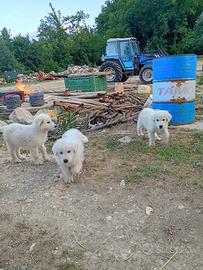 Pastore abruzzese originale