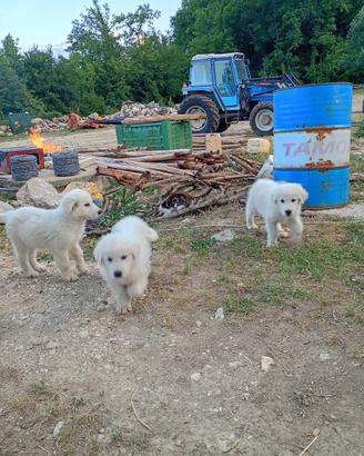 Pastore abruzzese originale