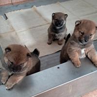 Shiba inu cuccioli