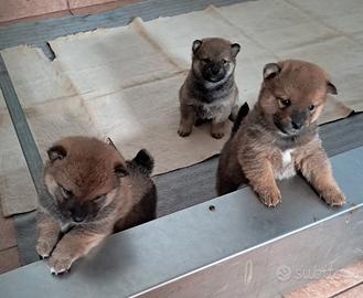 Shiba inu cuccioli