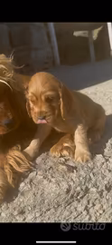 Cocker