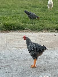 Galli e Galline AMROCK