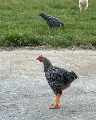 Galli e Galline AMROCK
